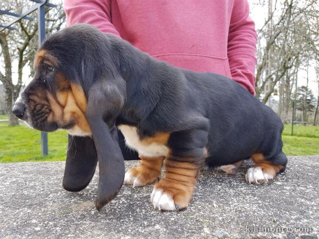 chiot basset hound trois mois