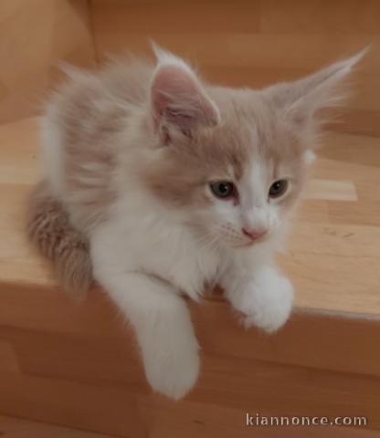 Maine Coon Kitten avec Pedigree a vendre au Luxembourg