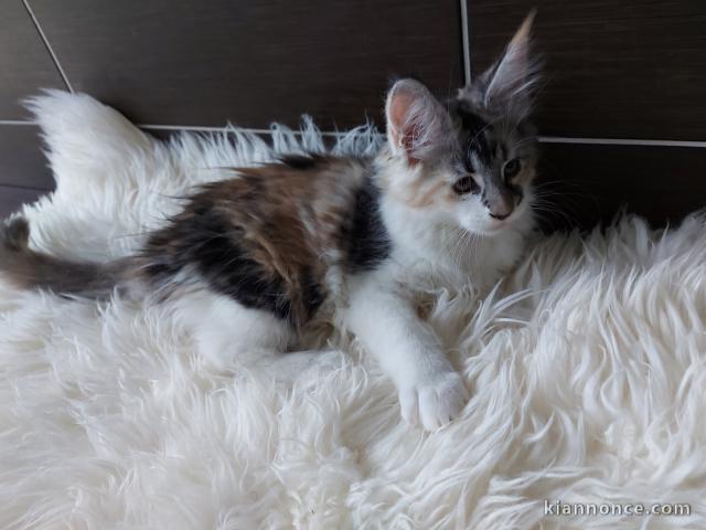 Maine Coon Kitten avec Pedigree  au Luxembourg