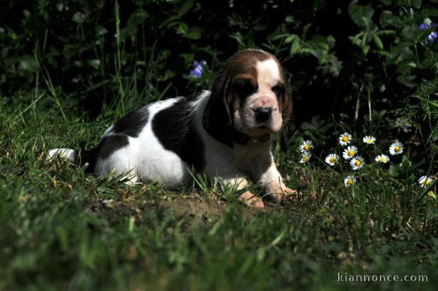 chiot basset hound trois mois