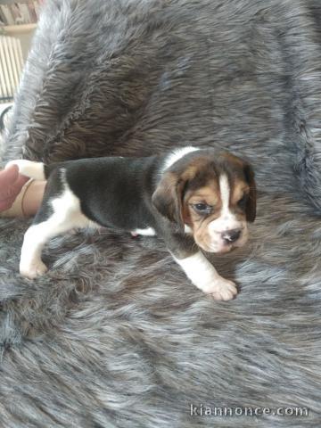 chiot beagle trois mois