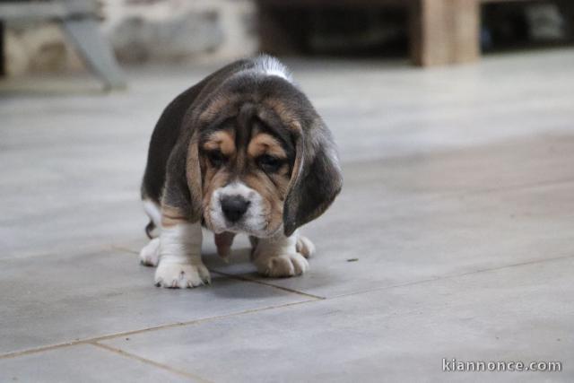 chiot beagle trois mois