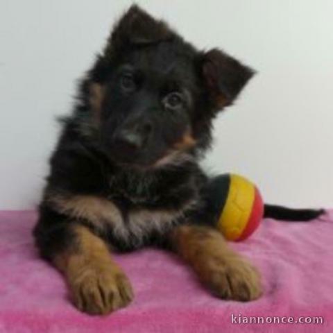 chiot berger allemand trois mois