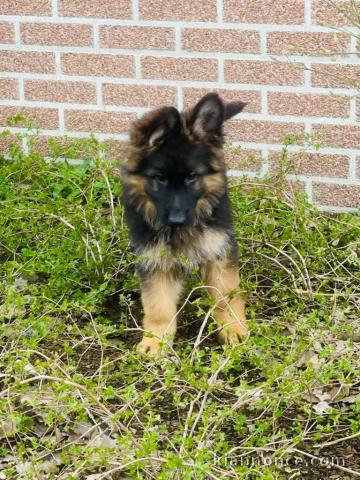 chiot berger allemand trois mois