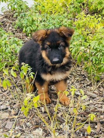 chiot berger allemand trois mois