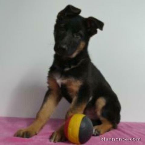 chiot berger allemand trois mois