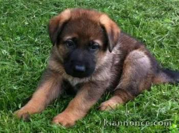 chiot berger allemand trois mois