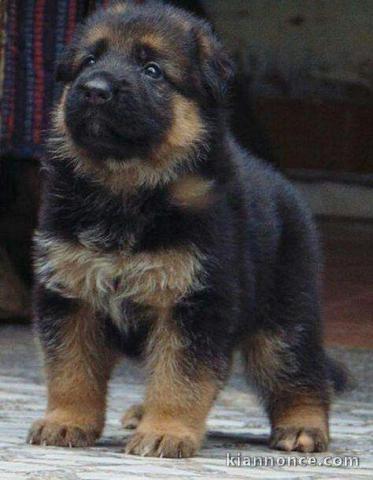 chiot berger allemand trois mois