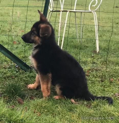 chiot berger allemand trois mois