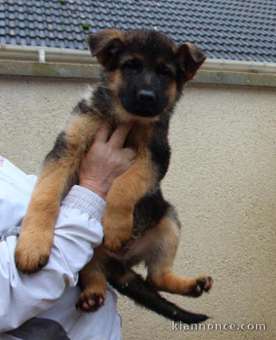 chiot berger allemand trois mois