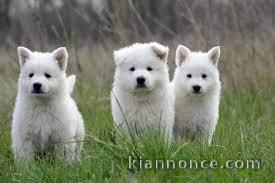 chiot berger blanc suisse trois mois