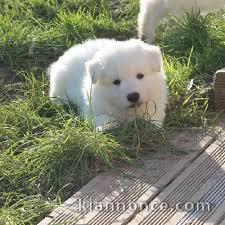 chiot berger blanc suisse trois mois