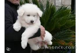 chiot berger blanc suisse trois mois