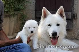 chiot berger blanc suisse trois mois