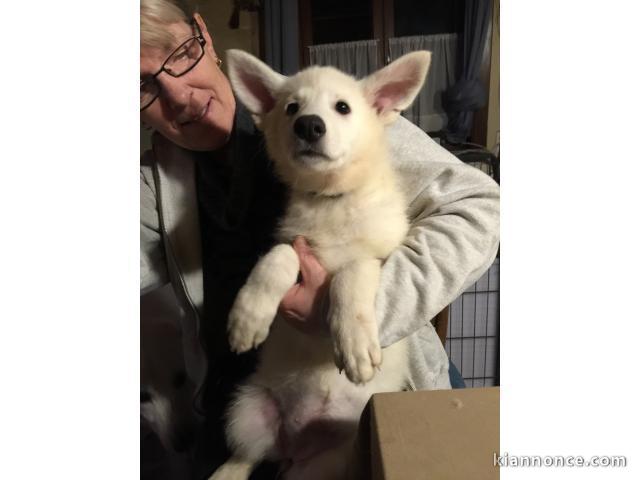 chiot berger blanc suisse trois mois