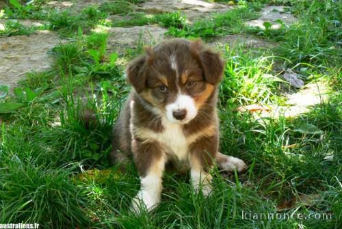 chiot berger australien trois mois