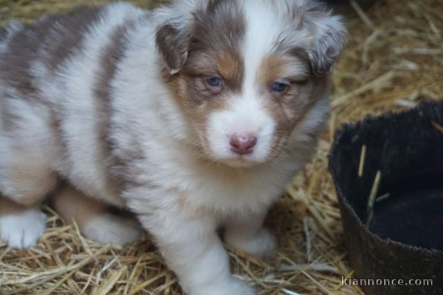 chiot berger australien trois mois