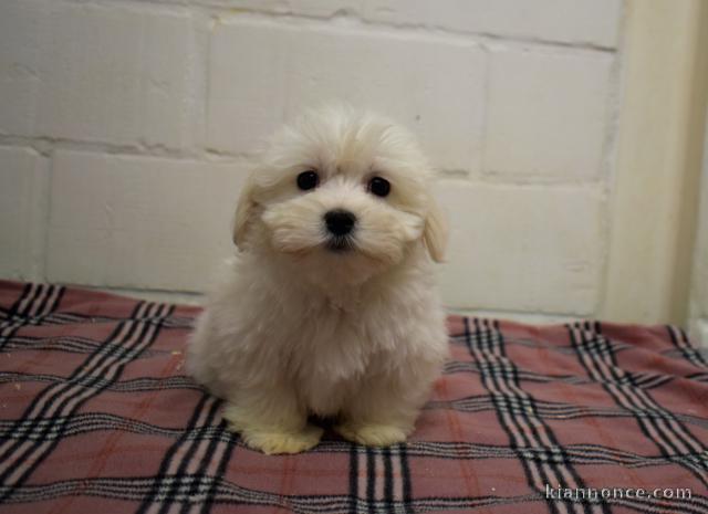 chiot bichon maltais trois mois