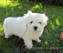 chiot bichon maltais trois mois