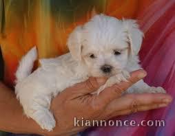 chiot bichon maltais trois mois