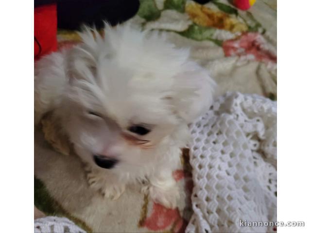 chiot bichon maltais trois mois