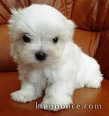 chiot bichon maltais trois mois