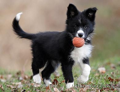 chiot border collie trois mois