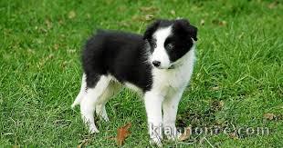 chiot border collie trois mois