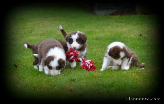 chiot border collie trois mois