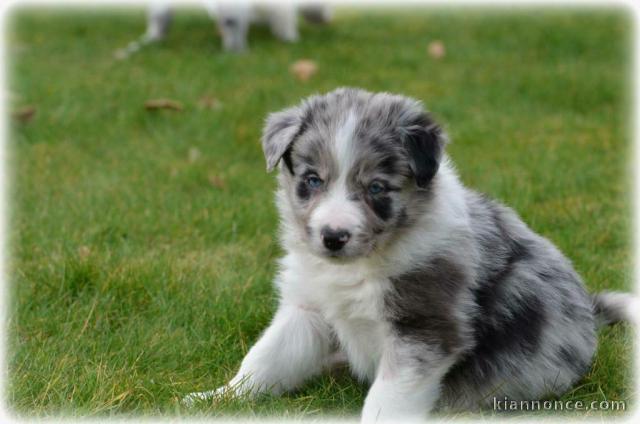 chiot border collie trois mois