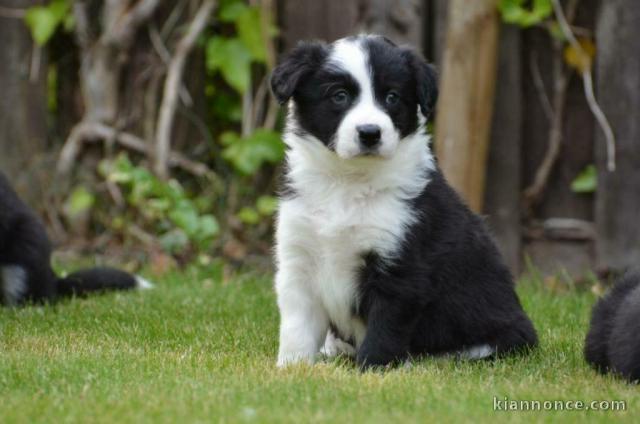 chiot border collie trois mois