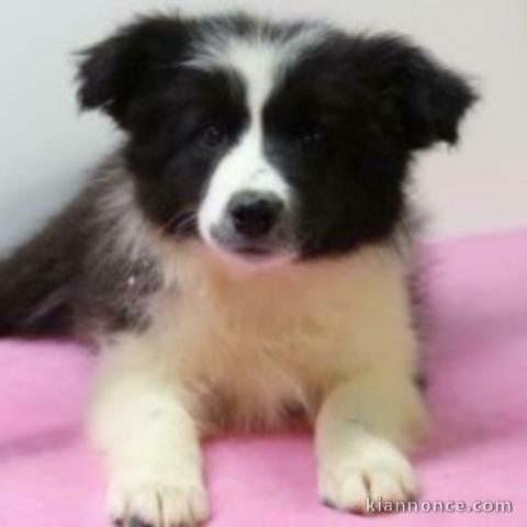 chiot border collie trois mois