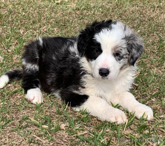 chiot border collie trois mois