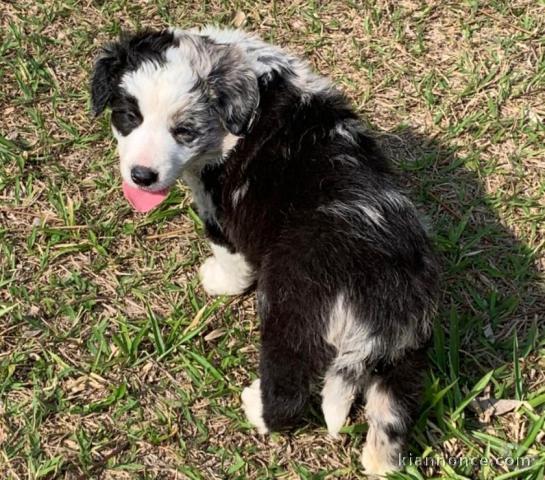 chiot border collie trois mois