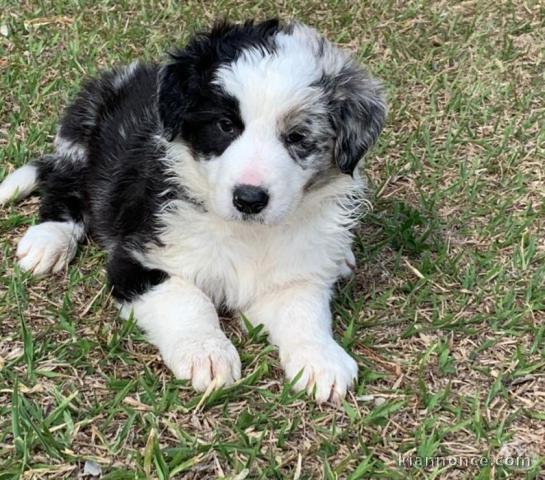 chiot border collie trois mois