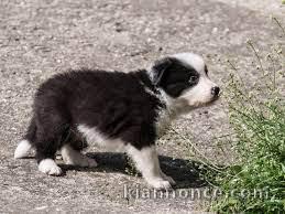 chiot border collie trois mois