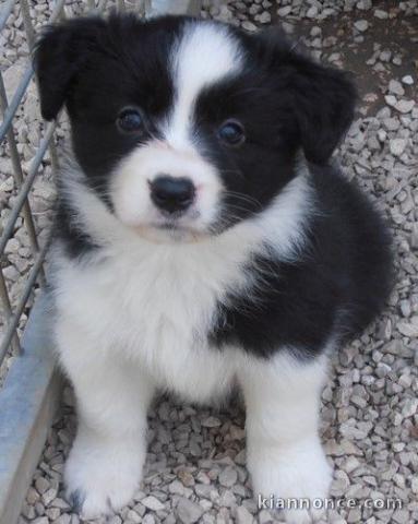 chiot border collie trois mois