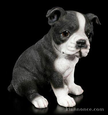 chiot boston terrier trois mois