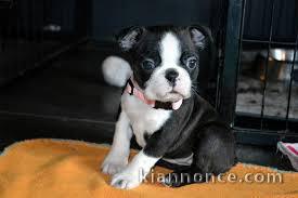 chiot boston terrier trois mois