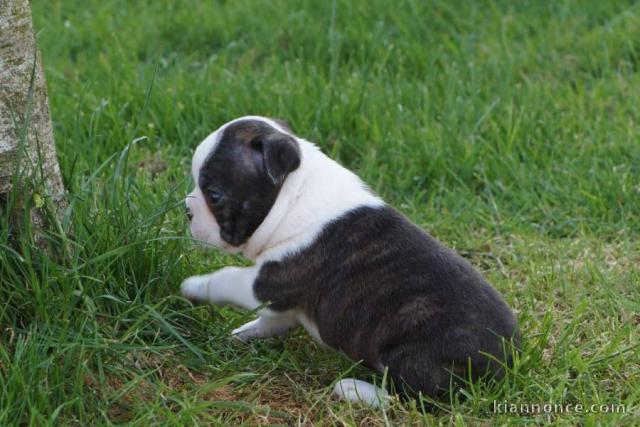 chiot boston terrier trois mois