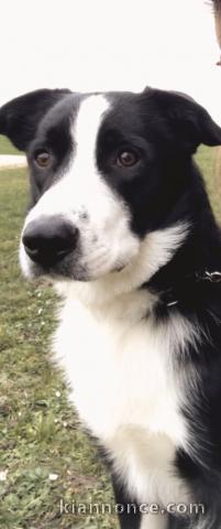 Chien berger australien croisé border collie