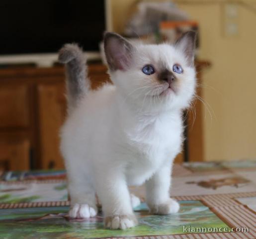 Chaton Sacré de birmanie