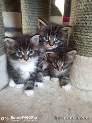 Chatons maine Coon LOOF