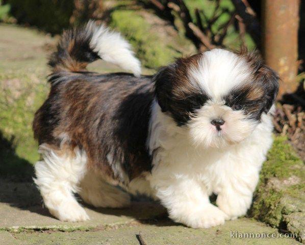 Shih Tzu LOF disponibles