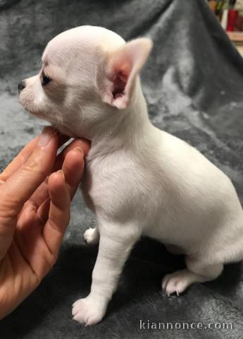 chiot chihuahua mâle et femelle