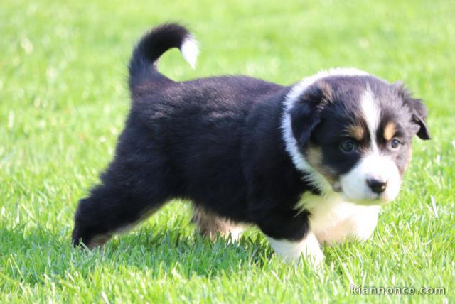 chiot berger australiens LOF a donner