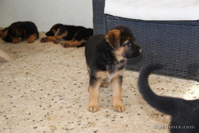 Chiot berger allemand Mâle à donner