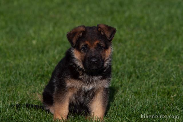 Chiot berger allemand Mâle à donner