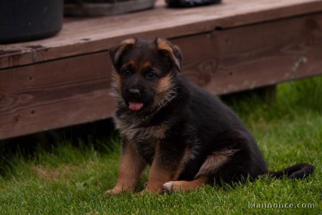 Chiot berger allemand Mâle à donner