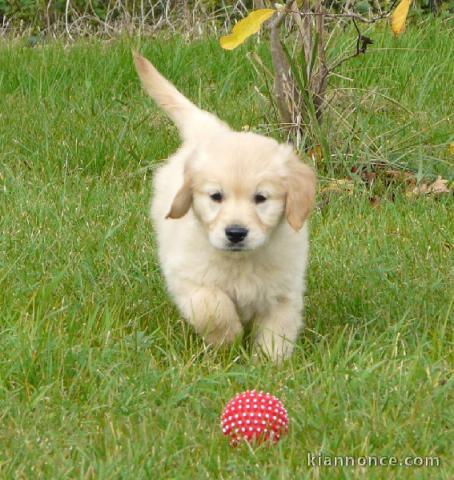 chiots golden retriever lof a donner